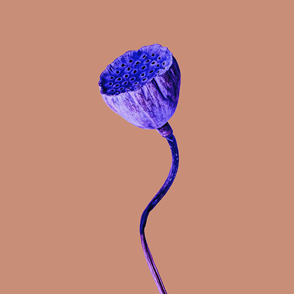 Glyndebourne Autumn 2026 Programme