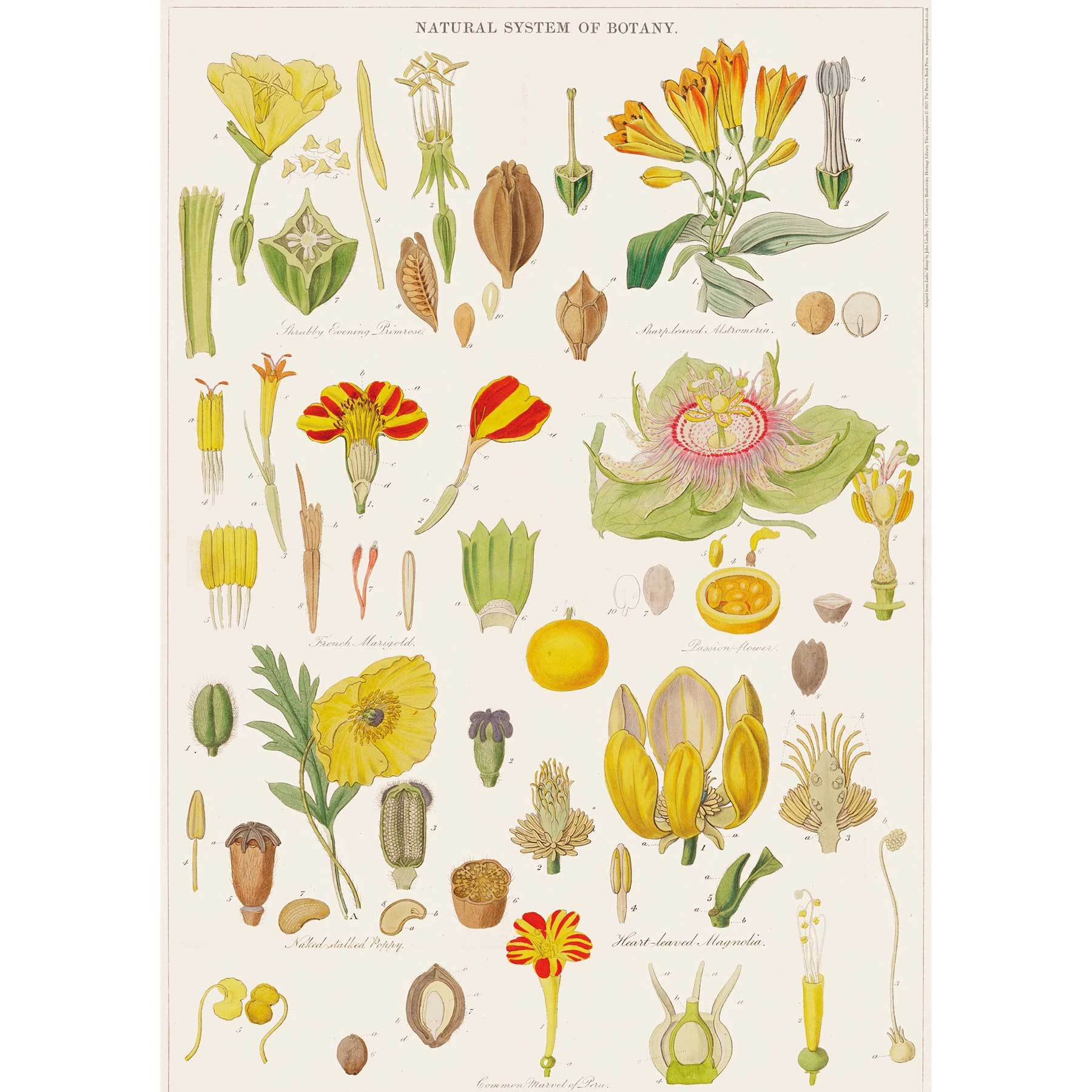 Botany Wrapping Paper Glyndebourne Shop