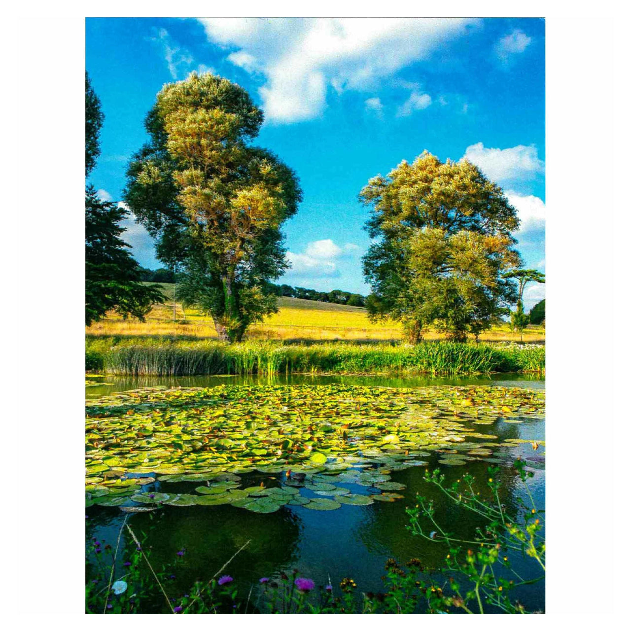 Glyndebourne Lily Pads Postcard Glyndebourne Shop