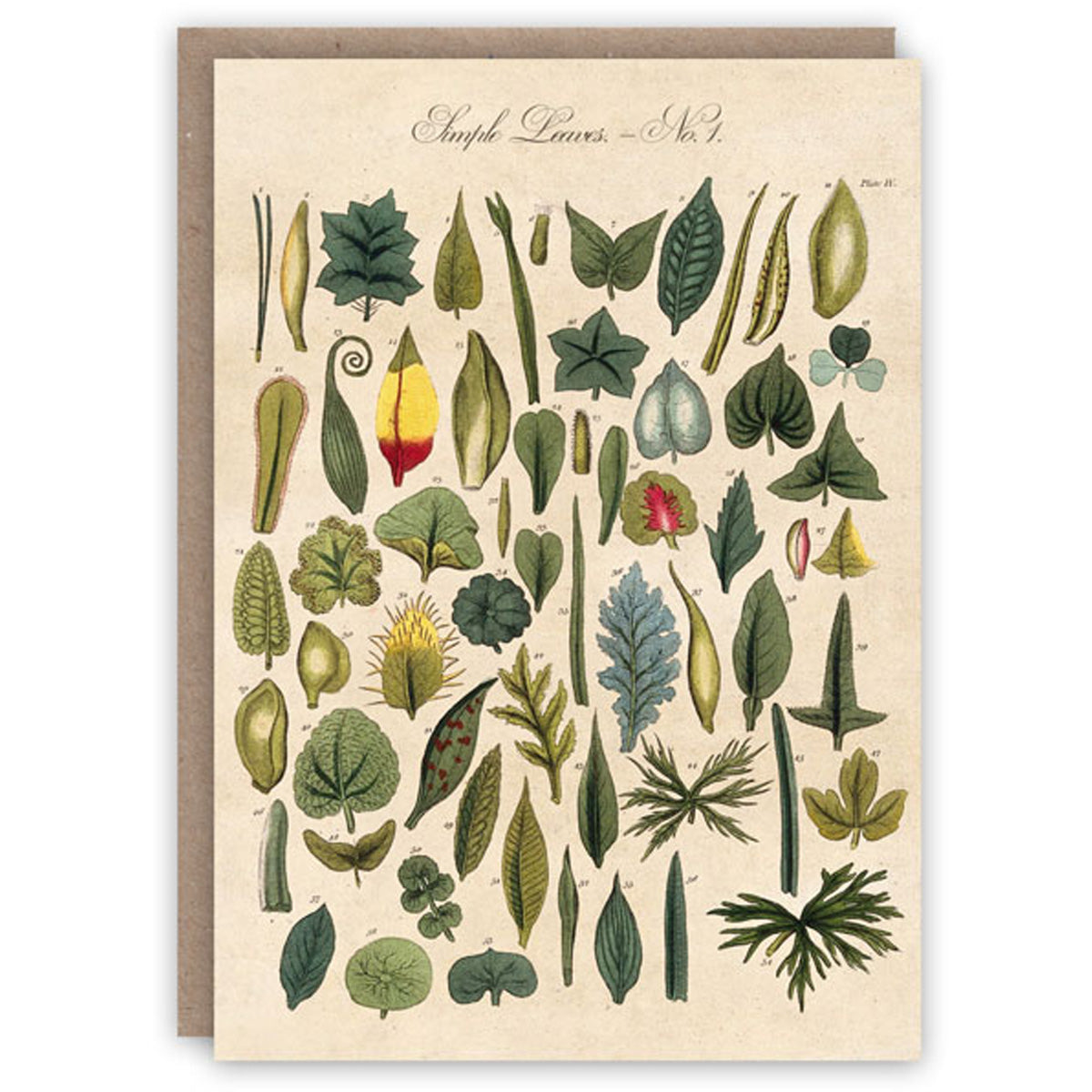 Leaves Greetings Card Glyndebourne Shop