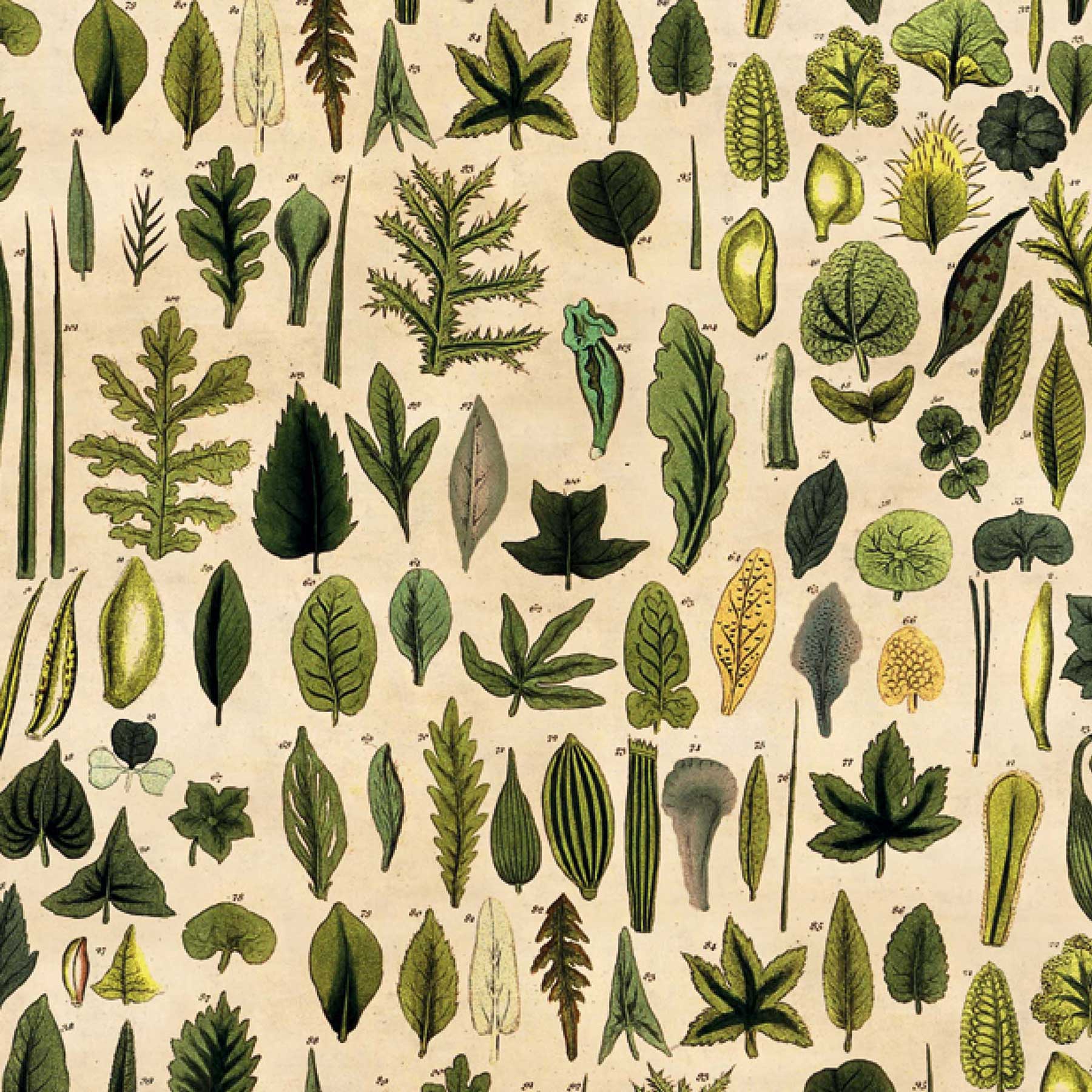 Leaves Wrapping Paper Glyndebourne Shop
