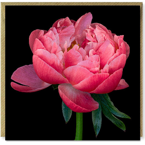 Flowers on Black - Peony 2 Greetings Card