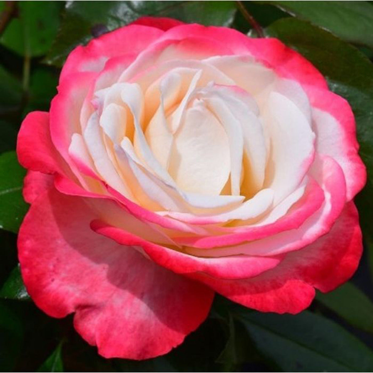 nostalgia rose