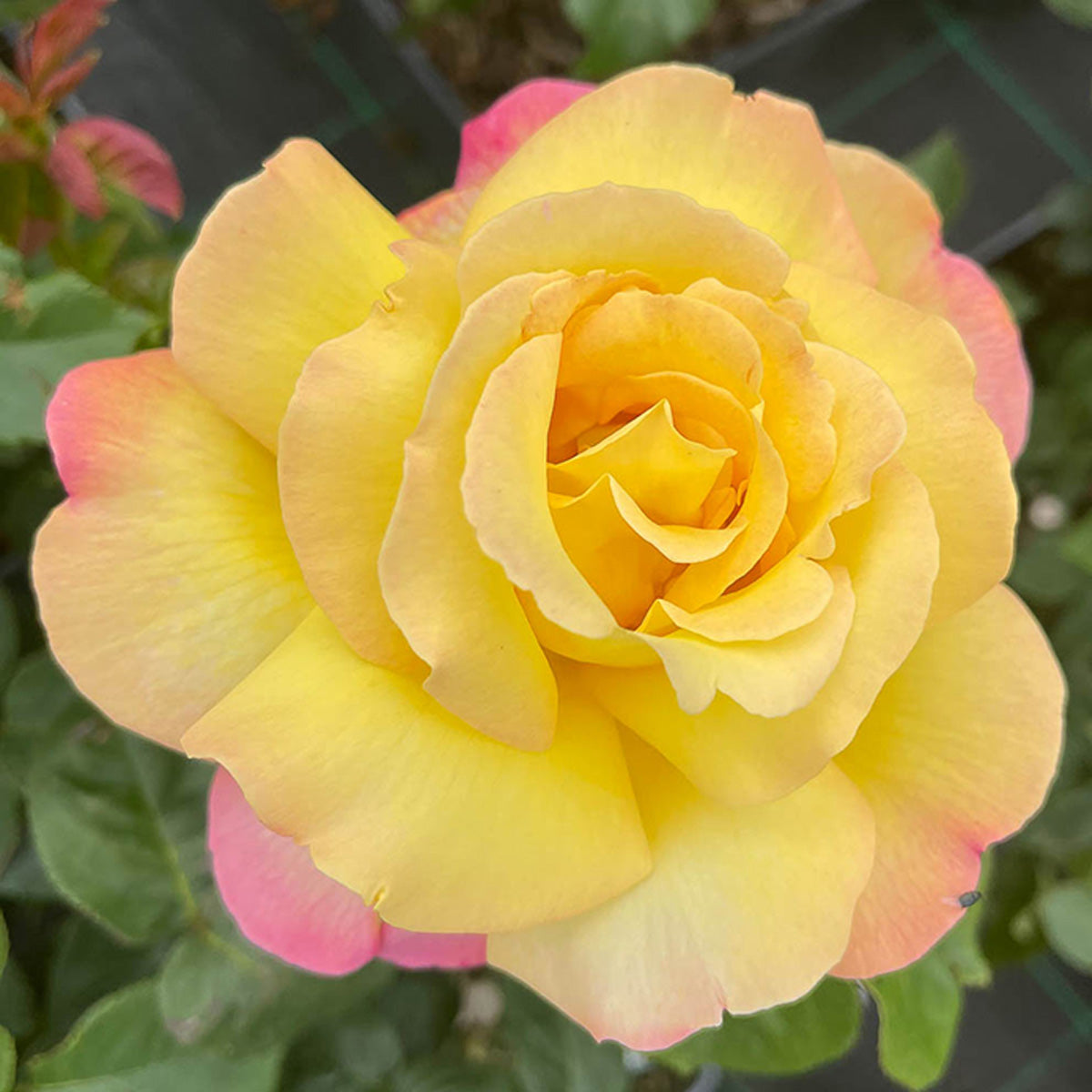 Peace Rose