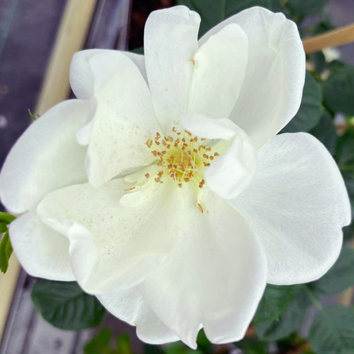white star rose