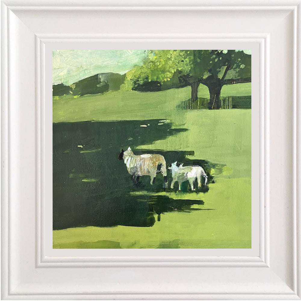 Sheep in shade
