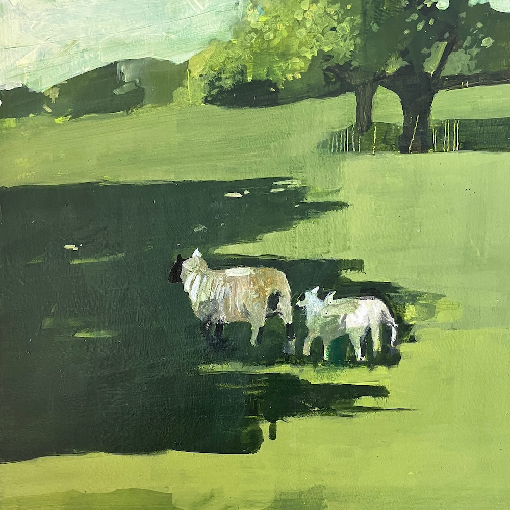 Sheep in shade

