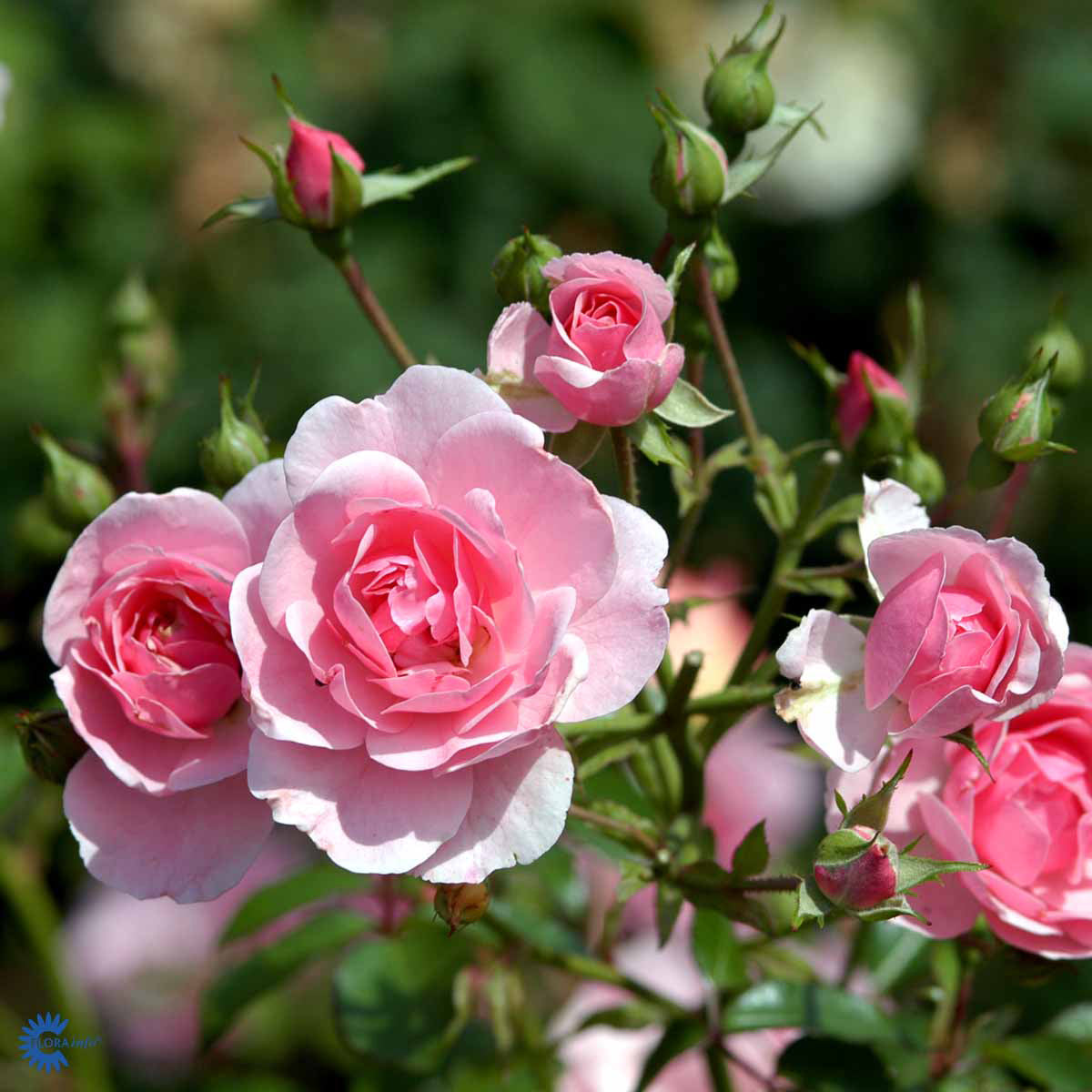 Bonica Rose
