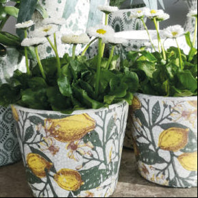 Spanish Lemons Plant pot