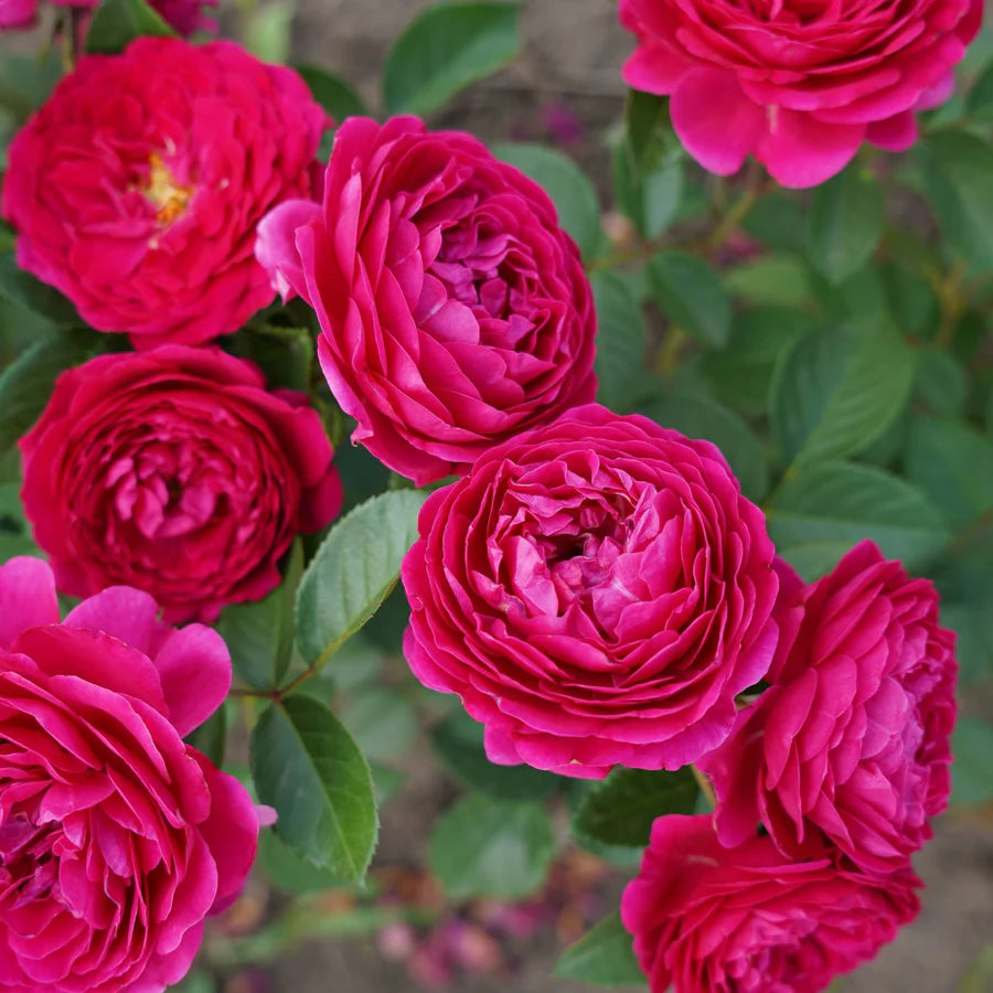 Pure Aroma Rose