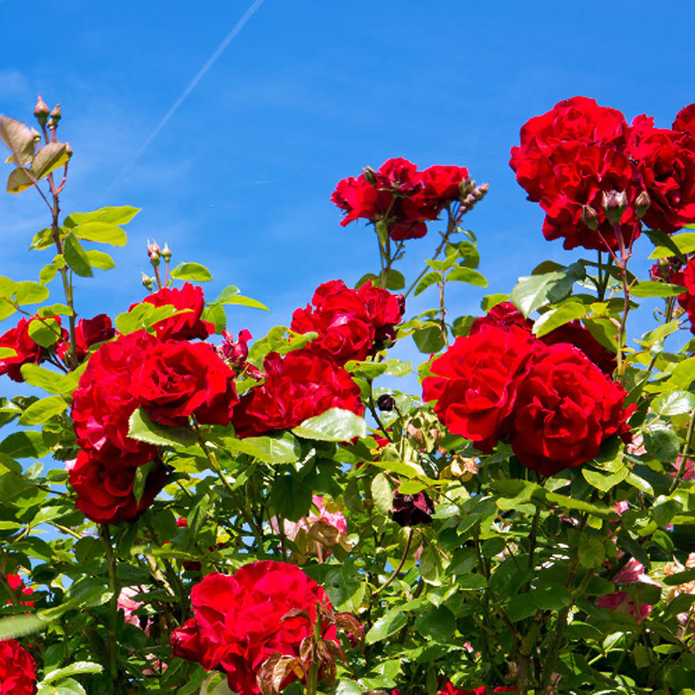 'The Prince's Trust' Rose
