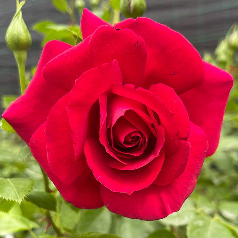 'The Prince's Trust' Rose