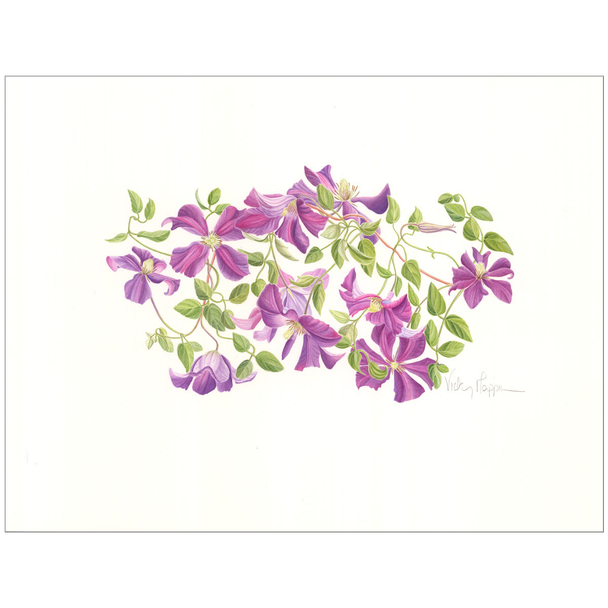 Clematis Painting by Vicky Mappin
