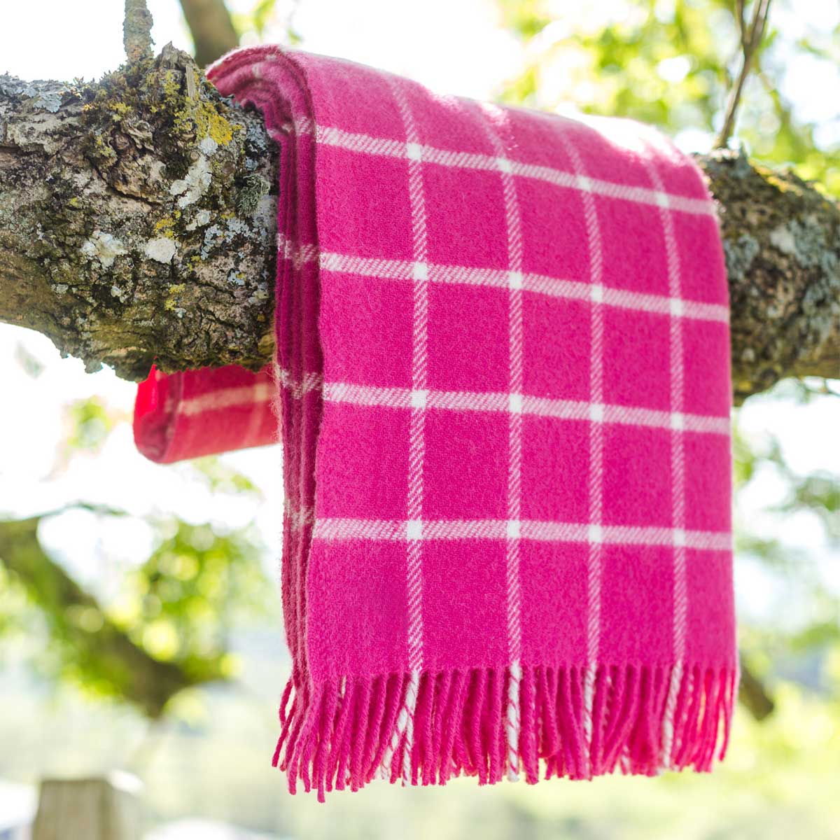 Pink Chequered Check New Pure Wool Knee Throw