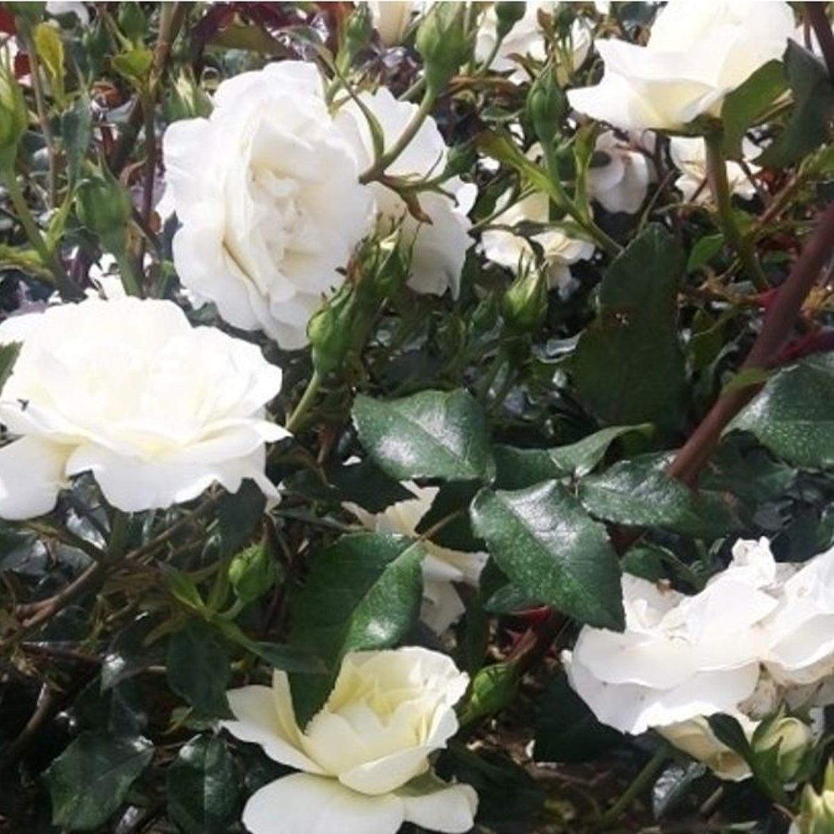 white star climbing rose